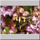 Mellinus arvensis - Kotwespe w26a mit Tanzfliege beim Laehmungsstich - OS-Hollage.jpg